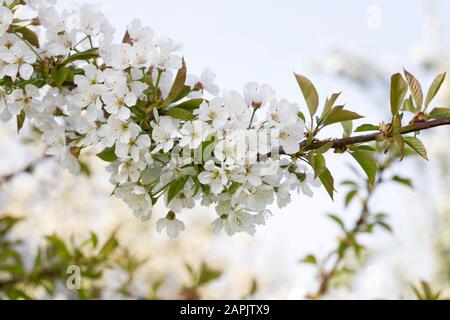 Sweet Cherry 'William's seedling' blossom in Spring. Stock Photo
