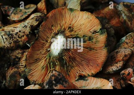 Large brown wild forest mushrooms on display in market Stock Photo