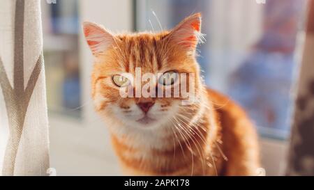 Ginger cat sitting on window sill at home in the morning. Pet enjoying sun. Banner Stock Photo
