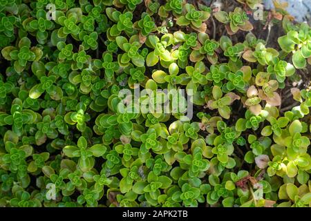 Green leaves floral background. Abstract nature background Stock Photo