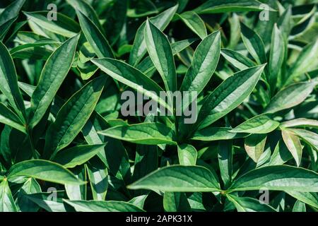 Green leaves floral background. Abstract nature background Stock Photo