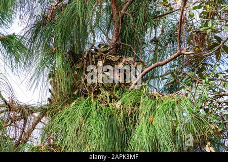 Drey nest of an Eastern gray squirrel (Sciurus carolinensis) in a slash pine (Pinus elliottii densa) - Pine Island Ridge, Davie, Florida, USA Stock Photo