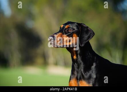 Doberman Pinscher dog outdoor portrait Stock Photo