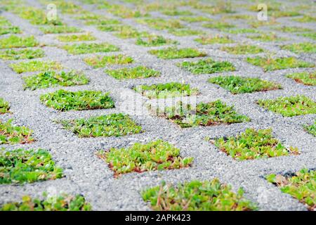 Eco friendly parking in modern city. Permeable pavement with grass growing through it. Environmentally friendly green parking. Stock Photo