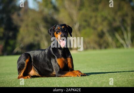 Doberman Pinscher dog outdoor portrait Stock Photo