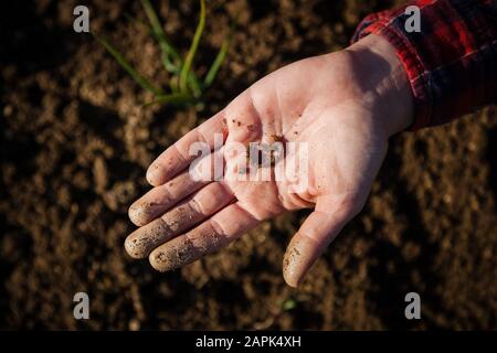 Young woman doing urban gardening on sunny day in spring Stock Photo