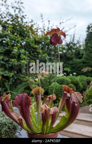 Pitcher plant (Sarracenia purpurea), with flower, growing in a garden in Gosport, Hampshire, UK Stock Photo