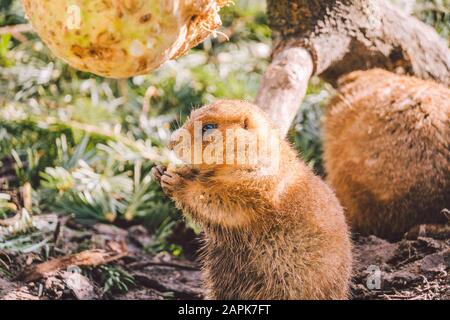Closeup of an alpine marmot eating. Adult Brown Alpine Marmot Close Up. Marmota Marmota. alpine marmot and eats with the paws. Many squirrel rodents Stock Photo