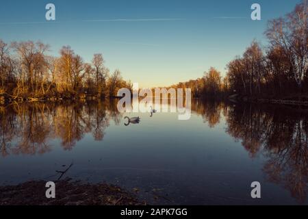 Two lovely swans on a lake during sunset with water reflections Stock Photo