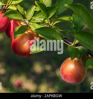 Close-up of few round big red and yellow plums on tree branch in sunshine. Selective focus. Square background with bokeh and copy space. Harvest time Stock Photo