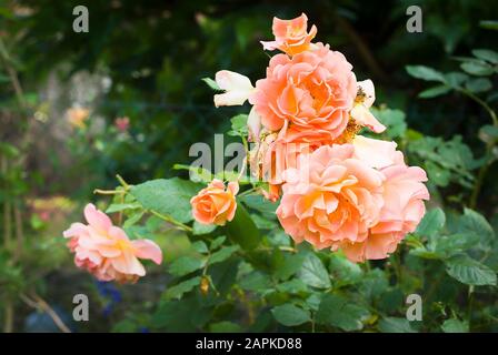 Rosa Westerland is an extremely hardy vigorous shrub  with bright  orange rose flowers with shades of apricot colouring Stock Photo
