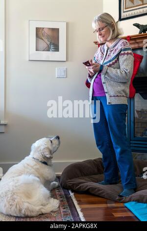 Senior woman on mobile phone; watched by platinum colored Golden Retriever dog Stock Photo