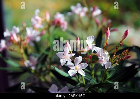 Close up of white and pink flowers Stock Photo