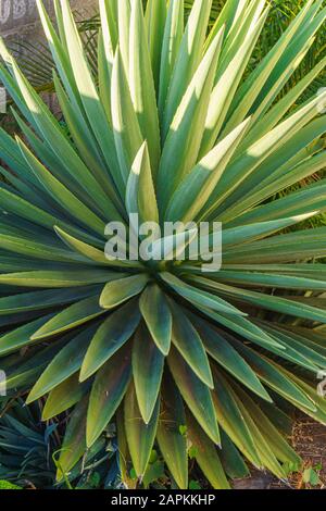 Close-up view of an aloe plant with its spiky leaves