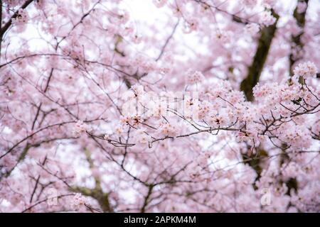 Cherry Blossom in spring with Soft focus, Sakura season in South Korea or Japan ,Background. Stock Photo