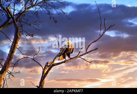 Awe Inspiring Bald Eagle standing on a tree limb in the sun with a magnificent sunset sky Stock Photo