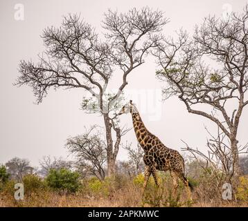 Wide angle shot of a giraffe standing next to tall trees in the savannah Stock Photo