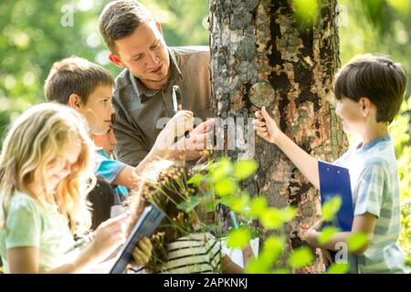 School children examining tree bark in forest with their teacher Stock Photo