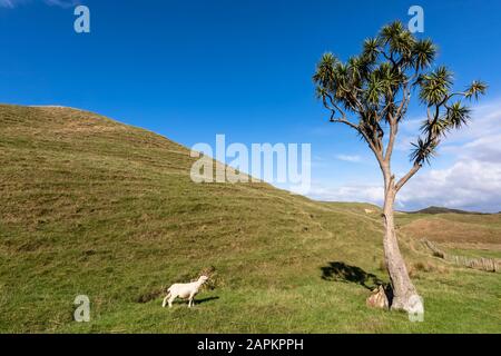 New Zealand, Lone sheep at Cape Farewell Stock Photo