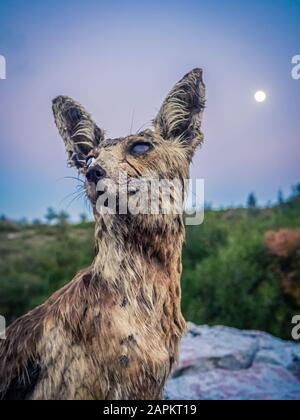 Vertical closeup shot of a wet old forest fox with the moon in the background Stock Photo