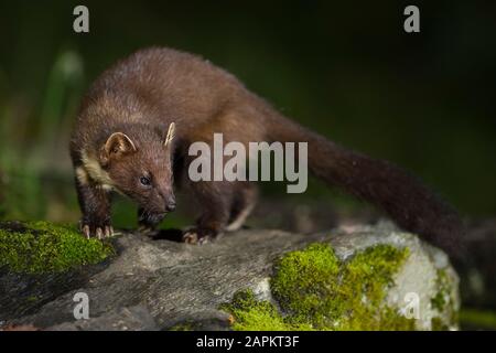 UK, Scotland, European pine marten (Martes martes) walking on rock at night Stock Photo