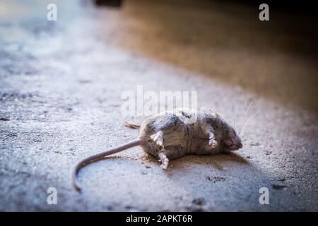 Dead mouse on a concrete ground during daytime