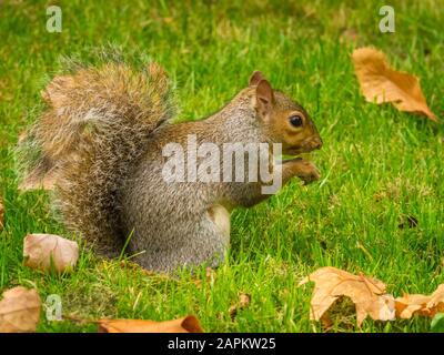 Cute squirrel playing with fallen dry maple leaves in a park during daytime Stock Photo