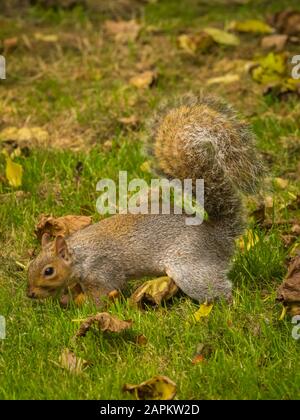 Cute squirrel playing with fallen dry maple leaves in a park during daytime Stock Photo