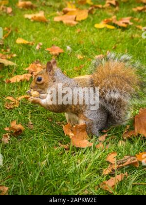 Cute squirrel playing with fallen dry maple leaves in a park during daytime Stock Photo