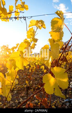 Germany, Wuerzburg, vineyards at Wuerzburger Stein in autumn, focus on foreground Stock Photo