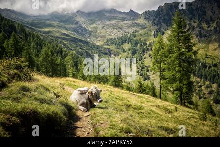 Cow resting on alpine pasture, Passeier Valley, South Tyrol, Italy Stock Photo