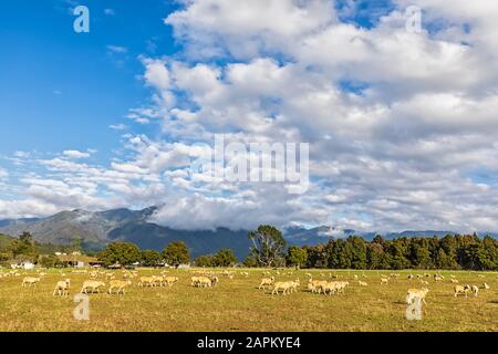 New Zealand, Tasman Region, Clouds over flock of sheep grazing in Takaka Valley Stock Photo
