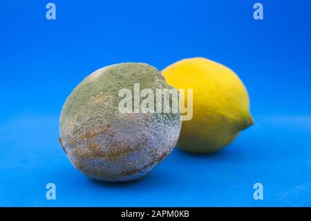Image of two lemons, one spoiled and moldy and one healthy on blue background Stock Photo
