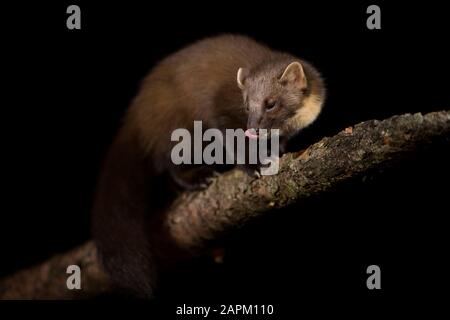 UK, Scotland, Portrait of European pine marten (Martes martes) licking lips on tree branch at night Stock Photo