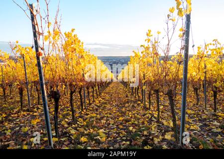 Germany, Wuerzburg, vineyards at Wuerzburger Stein in autumn Stock Photo