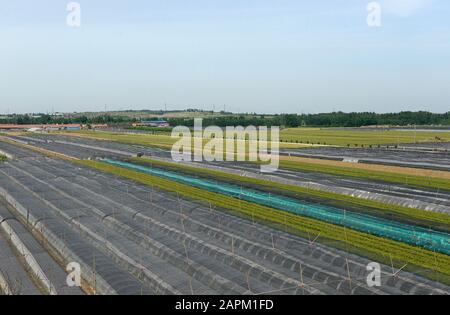 Many rows of vegetable crops in a field in Shandong province, eastern China, with some protected by plastic film greenhouses Stock Photo