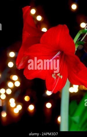 Germany, Red blooming amaryllis flower