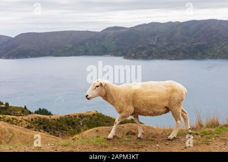 New Zealand, Marlborough Region, Lone sheep at Croisilles-French Pass Road Stock Photo