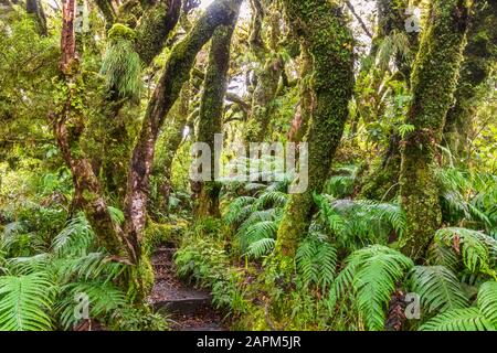 New Zealand, Forest footpath toward Dawson Falls in Egmont National Park Stock Photo