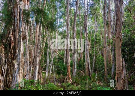 Forest of broad-leaved paperbark trees (Melaleuca quinquenervia) - Tree Tops Park, Davie, Florida, USA Stock Photo