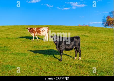 Vermont dairy cow in a field feeding on grass Stock Photo - Alamy