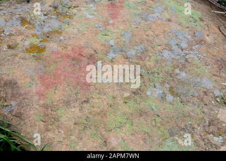 Different types of Lichen growing on a rock in the Cleveland national forest , Orange County , California; USA Stock Photo