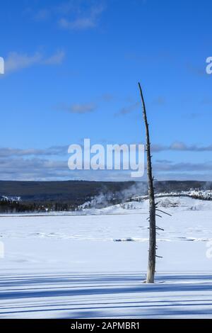 A single, burned, dead tree let over from a forest fire against the background of a snow covered meadow on a blue sky winter say in Yellowstone Nation Stock Photo