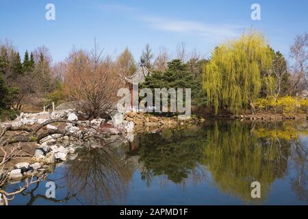 Lotus pond with the Pavilion of Infinite Pleasantness and Pinus - Pine and Salix - Weeping Willow Trees in spring, Montreal Botanical Garden, Quebec Stock Photo
