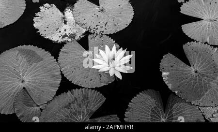 Sweet soft pink lotus water lilies full bloom under morning light - pure and beautiful tropical water plant in Thailand black and white Stock Photo