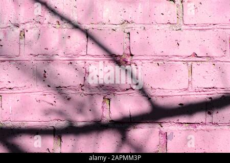 Fragment of an old brick wall painted pink paint with a shadow from tree branches on a sunny day. Abstract background Stock Photo