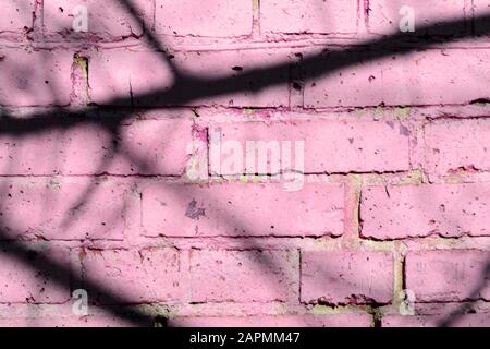 Fragment of an old brick wall painted pink paint with a shadow from tree branches on a sunny day. Abstract background Stock Photo