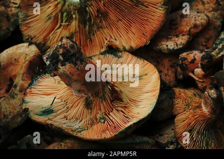 Large brown wild forest mushrooms on display in market Stock Photo