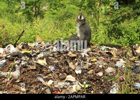 Thomas leaf monkey on a pile of garbage in gunung leuser national Park Stock Photo