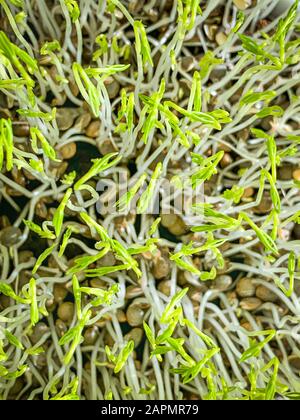 Green lentil sprouts from above, macro food photo. Sprouting French green lentils, also called Puy lentils. Green seedlings and young plants. Stock Photo